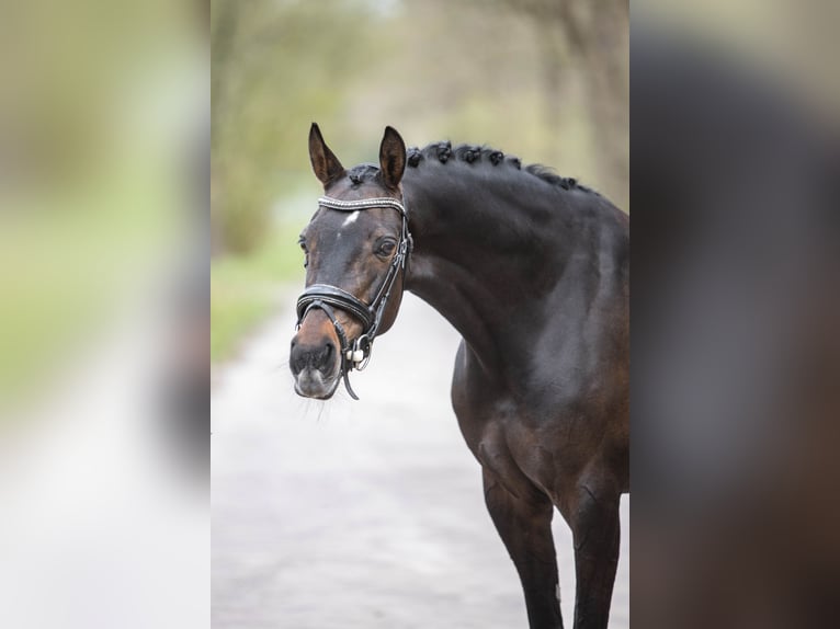 NRPS Giumenta 9 Anni 153 cm Baio scuro in Emmen