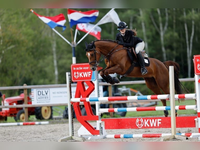 NRPS Giumenta 9 Anni 154 cm Sauro in Achterveld