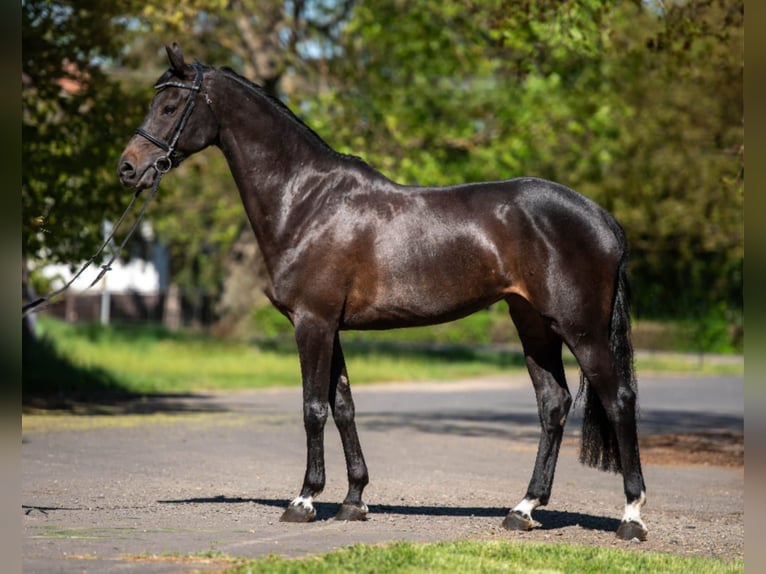 NRPS Giumenta 9 Anni 168 cm Baio scuro in Békéscsaba