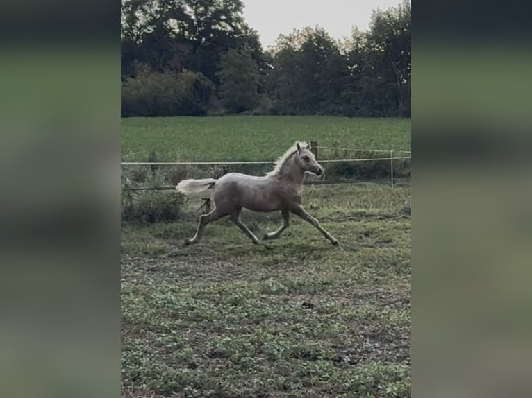 NRPS Hengst 1 Jaar 135 cm Palomino in Halle