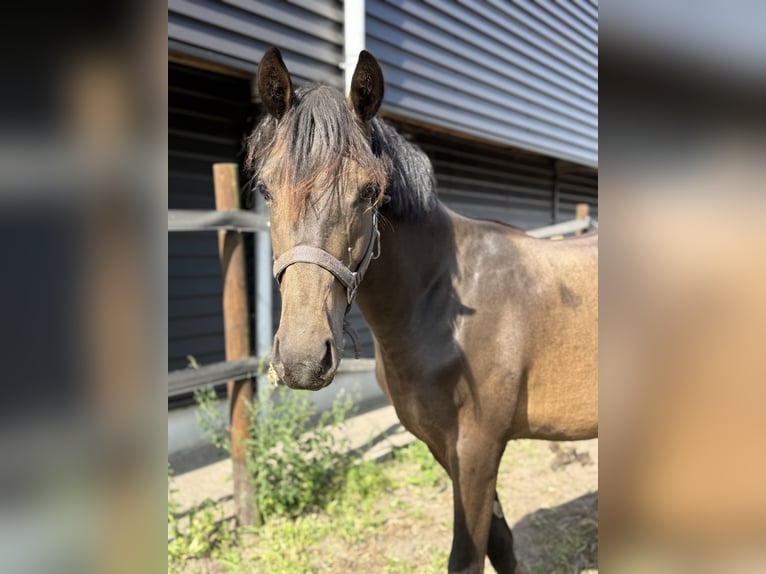 NRPS Hengst 1 Jaar 144 cm Bruin in Heemserveen