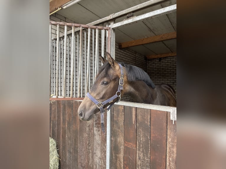 NRPS Hengst 1 Jaar 144 cm Bruin in Heemserveen