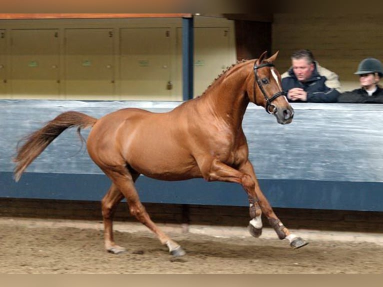 NRPS Hengst 1 Jaar 148 cm Bruin in Meerlo