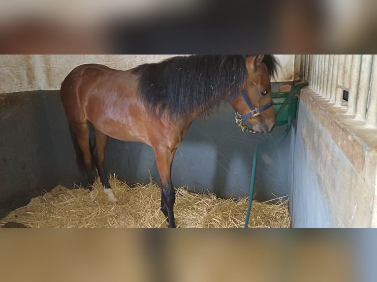 NRPS Hengst 1 Jaar 148 cm Bruin in Meerlo