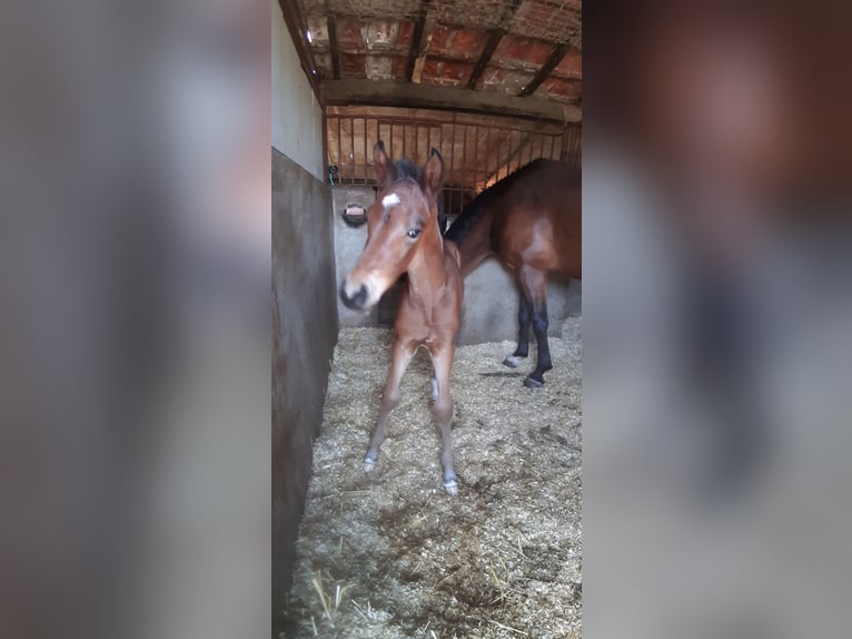 NRPS Hengst 1 Jaar 148 cm Bruin in Meerlo