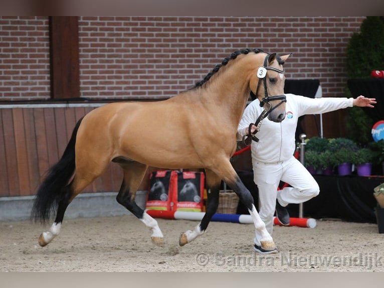 NRPS Hengst 1 Jaar 148 cm Bruin in Meerlo