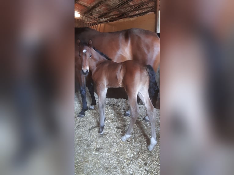 NRPS Hengst 1 Jaar 148 cm Bruin in Meerlo