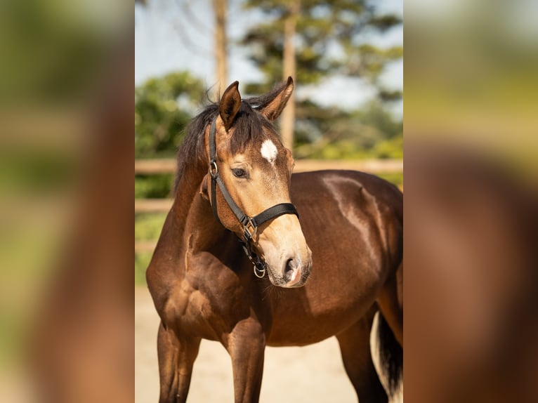 NRPS Hengst 1 Jaar 165 cm in Tholen