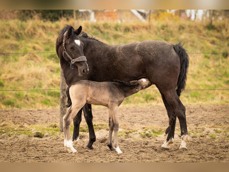 NRPS Hengst 1 Jaar 168 cm Buckskin in Tholen