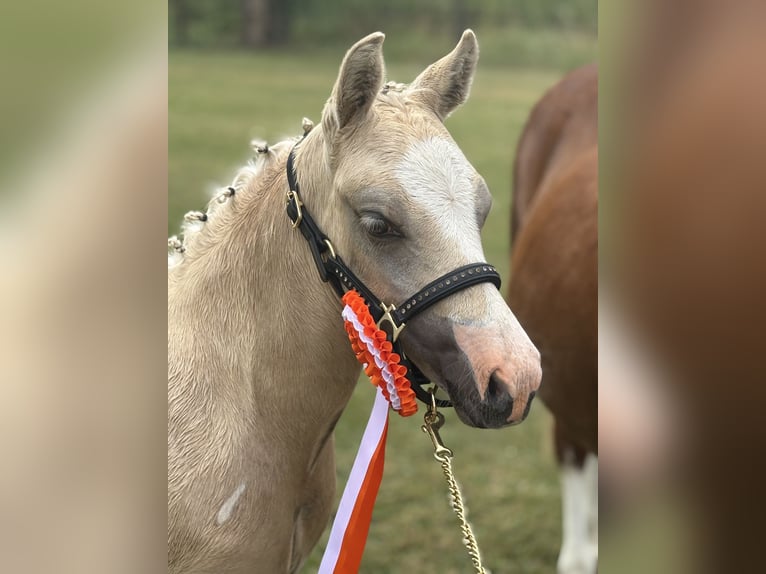NRPS Hengst 1 Jahr 135 cm Palomino in Halle