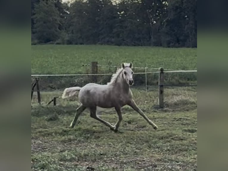 NRPS Hengst 1 Jahr 135 cm Palomino in Halle