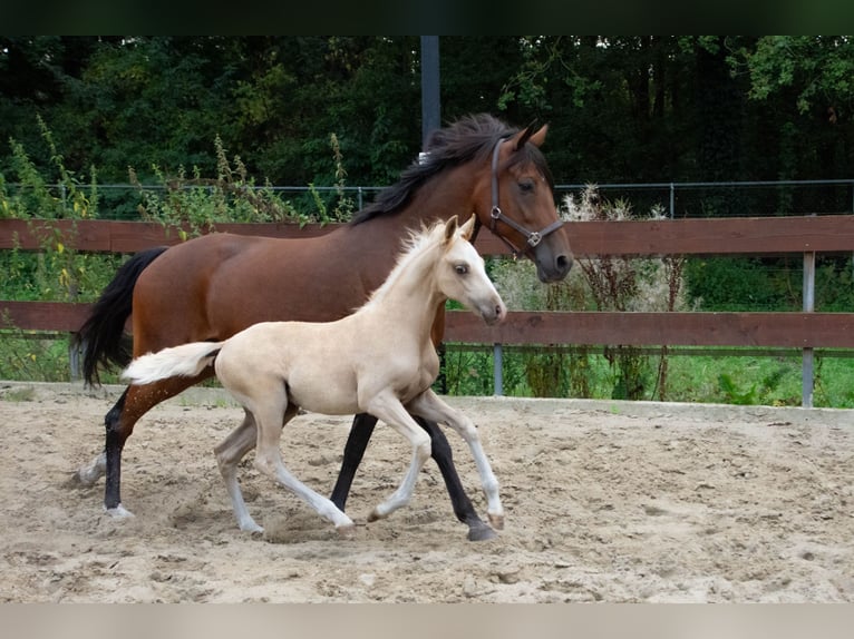 NRPS Mix Hengst 1 Jahr 143 cm Palomino in Nistelrode