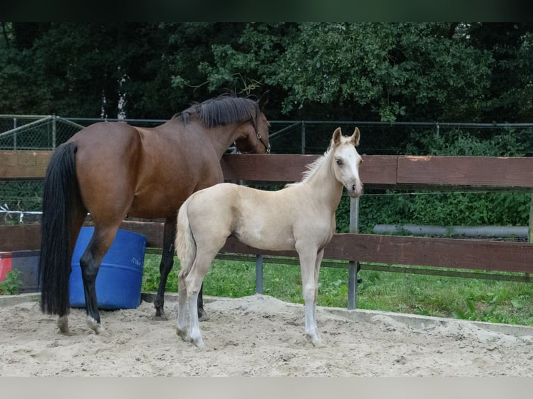 NRPS Mix Hengst 1 Jahr 143 cm Palomino in Nistelrode