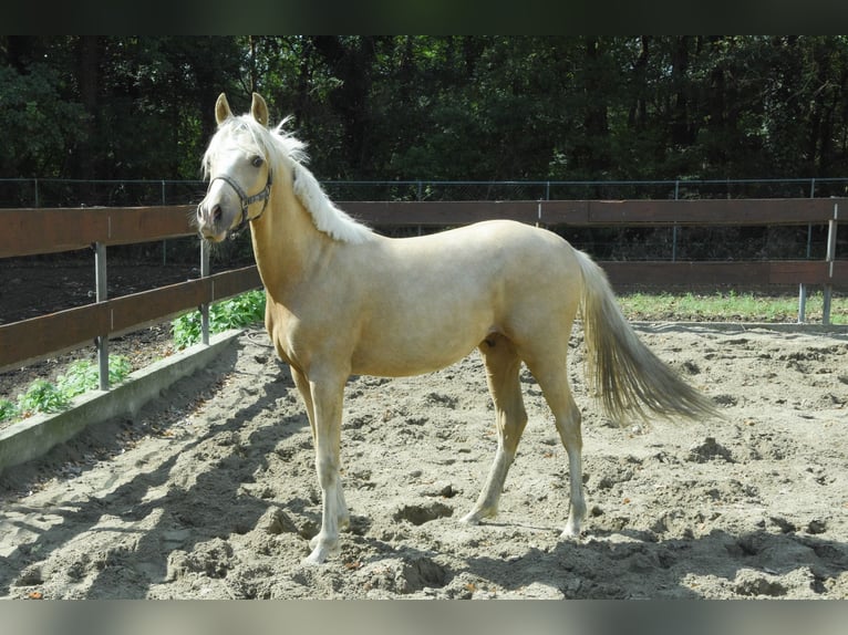 NRPS Mix Hengst 1 Jahr 143 cm Palomino in Nistelrode