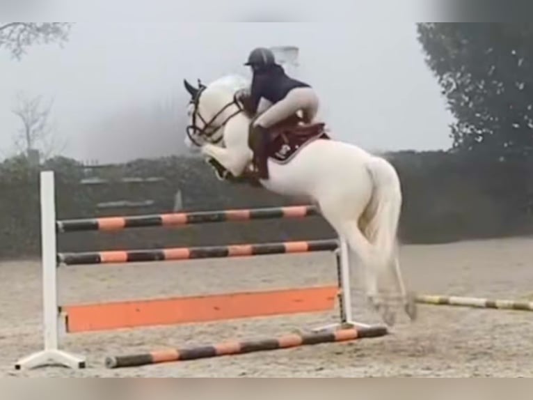 NRPS Mix Hengst 1 Jahr 143 cm Palomino in Nistelrode