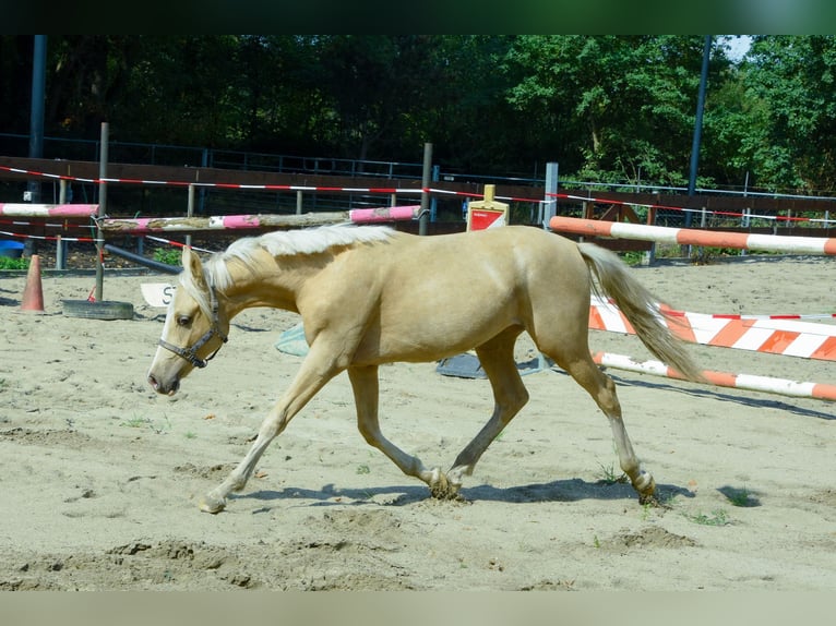 NRPS Mix Hengst 1 Jahr 143 cm Palomino in Nistelrode