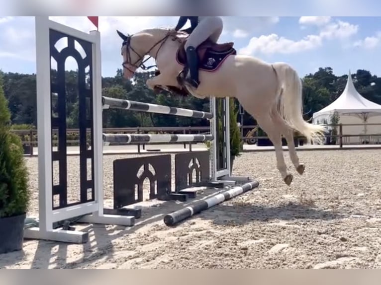 NRPS Mix Hengst 1 Jahr 143 cm Palomino in Nistelrode