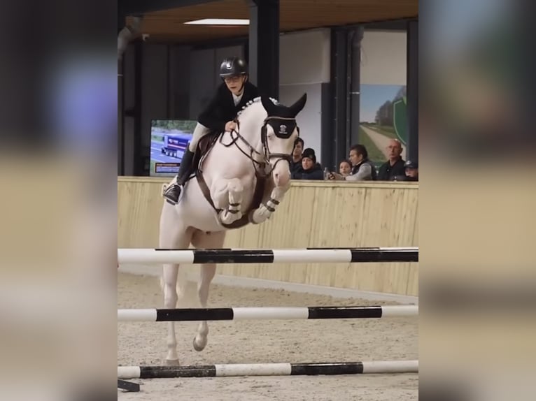 NRPS Mix Hengst 1 Jahr 143 cm Palomino in Nistelrode