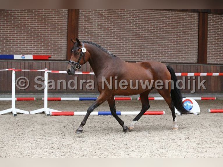 NRPS Mix Hengst 1 Jahr 143 cm Palomino in Nistelrode