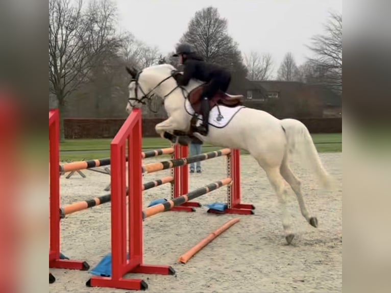 NRPS Mix Hengst 1 Jahr 143 cm Palomino in Nistelrode
