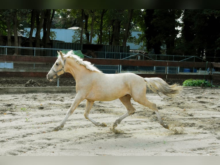 NRPS Mix Hengst 1 Jahr 143 cm Palomino in Nistelrode