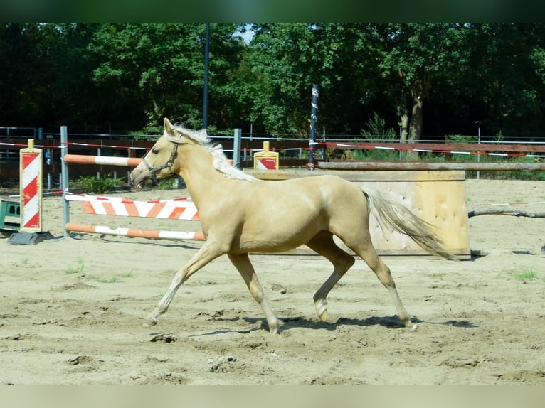 NRPS Mix Hengst 1 Jahr 143 cm Palomino in Nistelrode