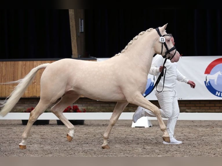 NRPS Mix Hengst 1 Jahr 143 cm Palomino in Nistelrode