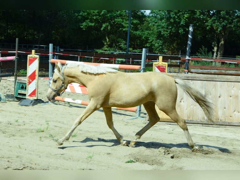 NRPS Mix Hengst 1 Jahr 143 cm Palomino in Nistelrode