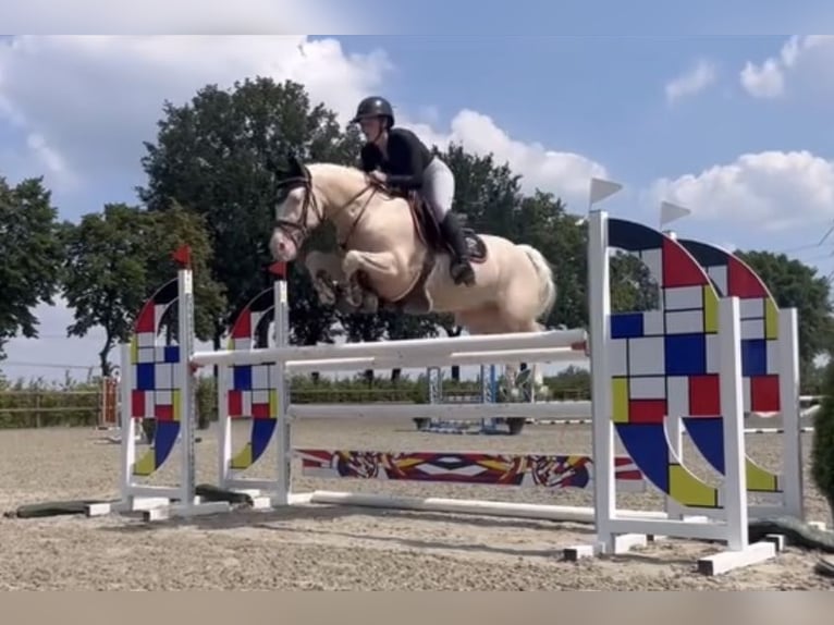 NRPS Mix Hengst 1 Jahr 143 cm Palomino in Nistelrode