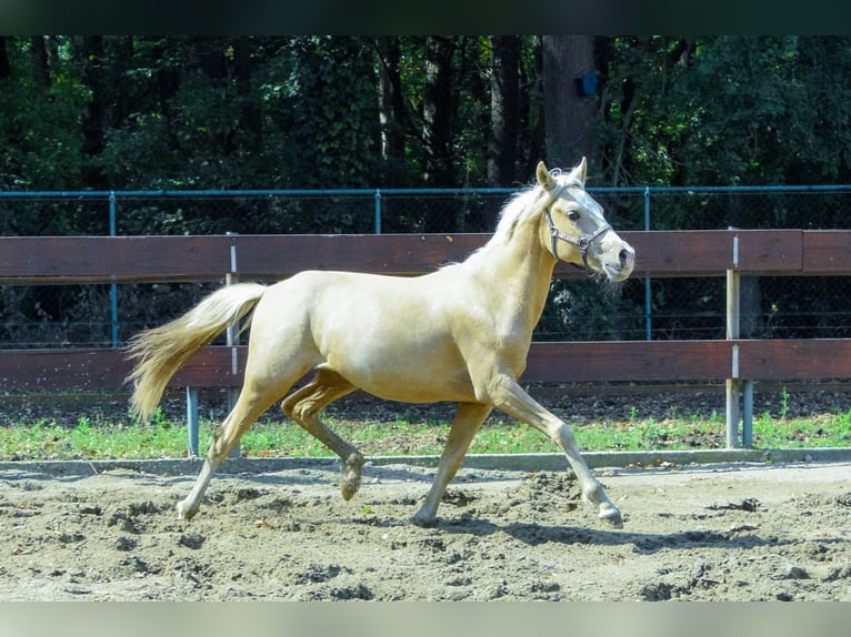 NRPS Mix Hengst 1 Jahr 143 cm Palomino in Nistelrode