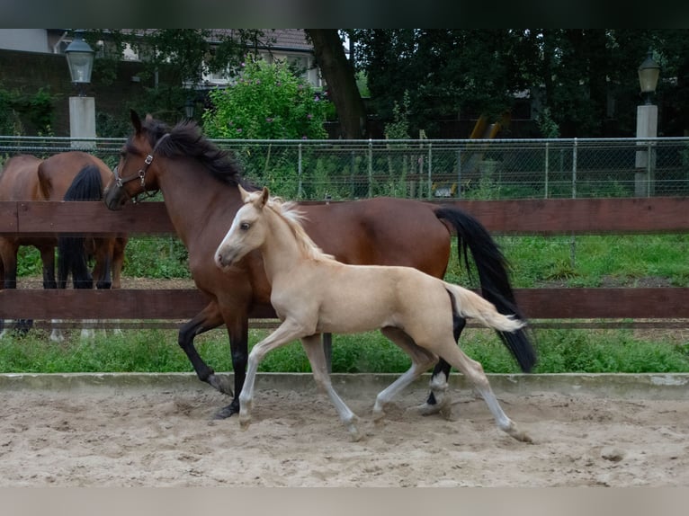 NRPS Mix Hengst 1 Jahr 143 cm Palomino in Nistelrode