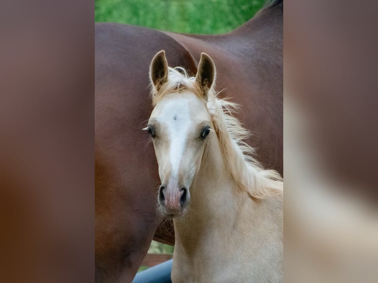 NRPS Mix Hengst 1 Jahr 143 cm Palomino in Nistelrode