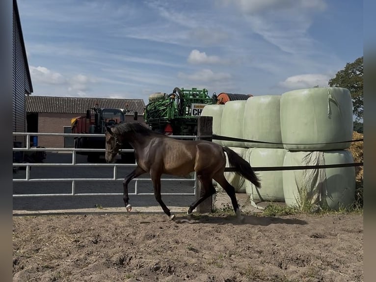 NRPS Hengst 1 Jahr 144 cm Brauner in Heemserveen