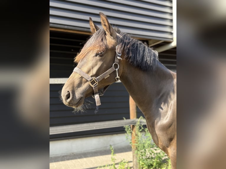 NRPS Hengst 1 Jahr 144 cm Brauner in Heemserveen