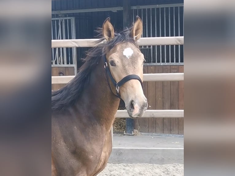 NRPS Hengst 1 Jahr 165 cm in Tholen
