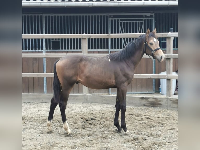 NRPS Hengst 1 Jahr 165 cm in Tholen
