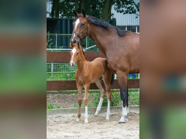 NRPS Hengst 1 Jahr 171 cm Brauner in Oss