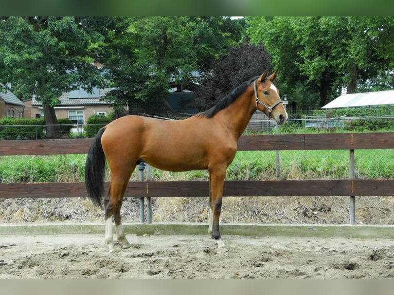NRPS Hengst 1 Jahr 171 cm Brauner in Oss