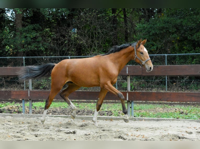 NRPS Hengst 1 Jahr 171 cm Brauner in Oss