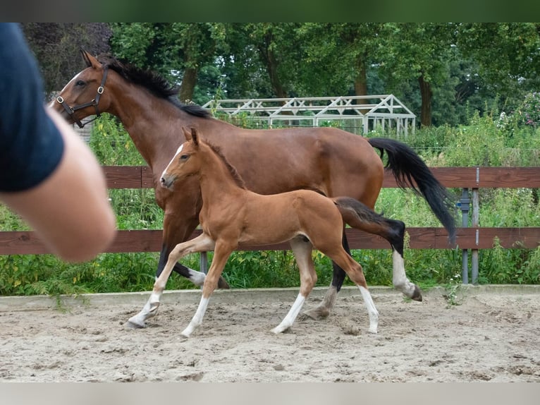 NRPS Hengst 1 Jahr 171 cm Brauner in Oss