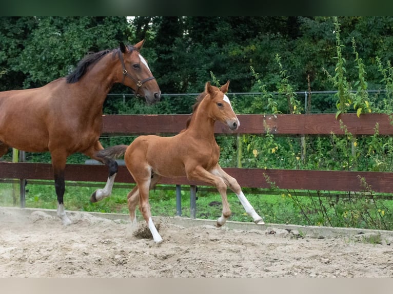 NRPS Hengst 1 Jahr 171 cm Brauner in Oss
