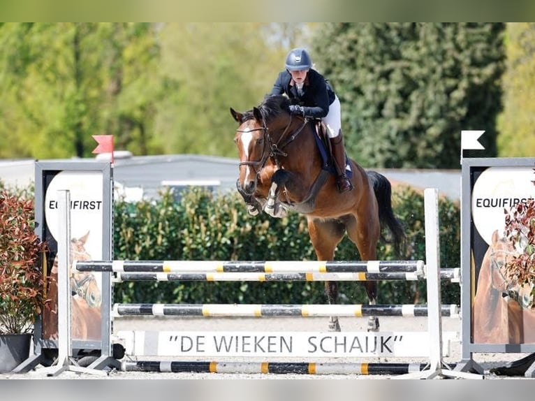 NRPS Hengst 1 Jahr 171 cm Brauner in Oss