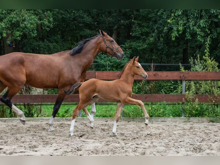 NRPS Hengst 1 Jahr 171 cm Brauner in Oss