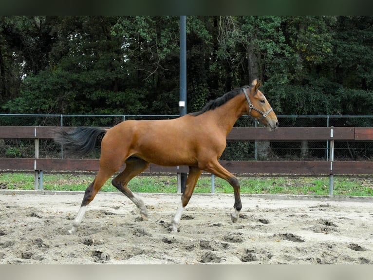 NRPS Hengst 1 Jahr 171 cm Brauner in Oss