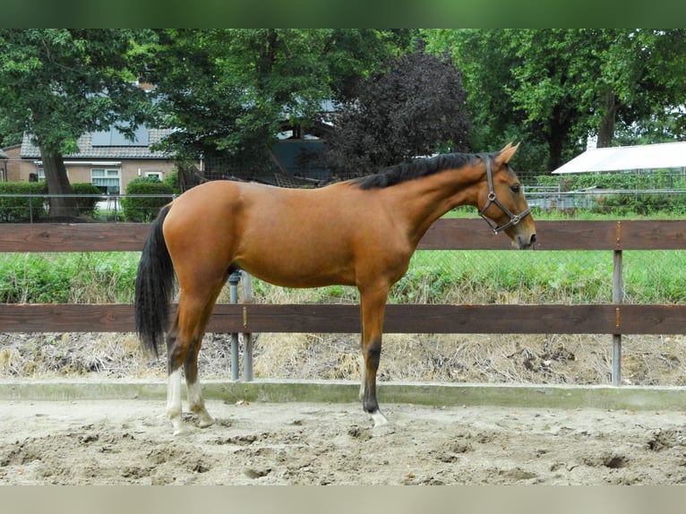 NRPS Hengst 1 Jahr 171 cm Brauner in Oss