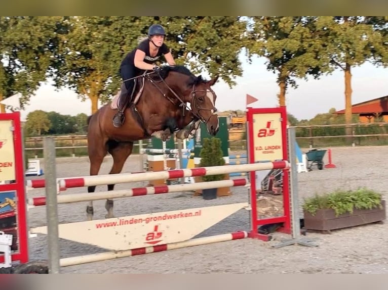 NRPS Hengst 1 Jahr 171 cm Brauner in Oss