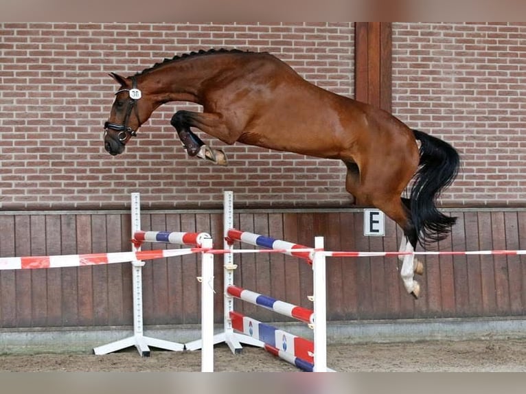 NRPS Hengst 1 Jahr 171 cm Brauner in Oss