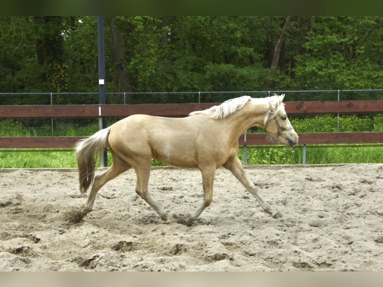 NRPS Mix Hengst 2 Jaar 143 cm Palomino in Nistelrode
