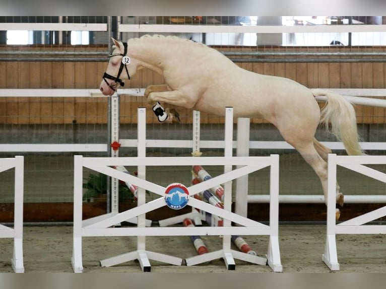 NRPS Mix Hengst 2 Jaar 143 cm Palomino in Nistelrode