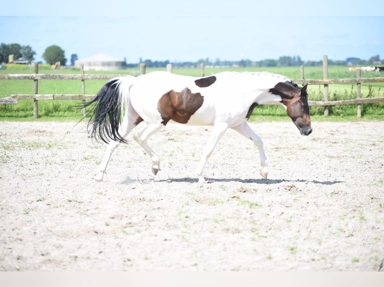 NRPS Hengst 2 Jaar 162 cm Gevlekt-paard in Vrouwenparochie